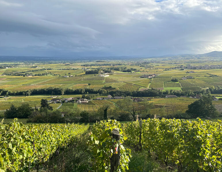 Château Thivin - Octobre 2025 Château Thivin - Octobre 2025
